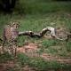 Race to save the cheetah as study reveals extinction threat 