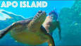 Захватывающий мир морских черепах ile ilgili video
