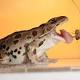 To Catch Prey, Frogs Turn to Sticky Spit 
