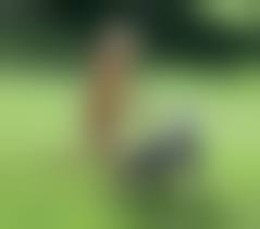 daughter pussy after dog sex|Aftermath after a 7,8 inches dog knot