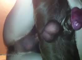 Ced a dog fucks guy against wall gaybeast com siterip jpg x Guy fucked by dog