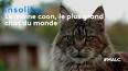 L'étrange histoire des chats souples ile ilgili video