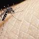 10 Zika Facts You Need to Know Now 