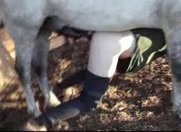 Fucked horse jpg x Fucked by horse
