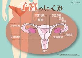 子宮姦|アンソロジー 子宮姦アンソロジーコミックス Vol2 二次元ドリーム電子アンソロジー079 Dl版