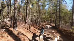 Riding on dog the pines|♥️♥️♥️ Genuine happiness: Ryan Gosling dancing with a dog 🐕 Scene from «The  Place Beyond the Pines», 2012 🎞 dir. by Derek Cianfrance #notarton  #ryangosling #dancing #theplacebeyondthepines #dogs