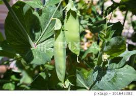 膨らみかけ|膨らみかけたつぼみ | 写真で一言ボケて(bokete) - ボケて