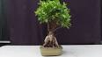 The Art of Bonsai Trees: A Miniature Masterpiece ile ilgili video