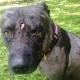 Pit bull survives cougar attack on Sunshine Coast 