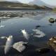 Yellowstone River closes indefinitely over deadly parasite 