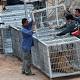 Forty tiger cub bodies found in Thai temple refrigerator 