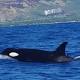 What a catch! Fisherman spots killer whales off Makaha 