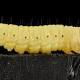 A Caterpillar May Solve Our Plastic Pollution Problem 