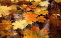 Image result for u202bبرگ زرد پاييزي از بهنازگرگانيu202c