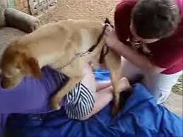 Animal live sex porn teen girl gets dog cock deep for the first time jpg x Girl sex with dog