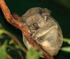 کوآلا