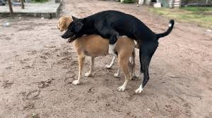Comics de perros follando comics porno jpg x Teniendo sexo con animales