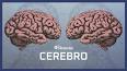 El Cerebro: Un Órgano Extraordinario ile ilgili video