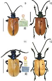 tokyohot e837|Three new species and five new records within the genus Lilioceris  (Coleoptera, Chrysomelidae, Criocerinae) from China