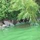 Harmful Algae on the Rise in US 