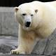 Polar bear plan doesn't seek direct action on climate change (Update) 