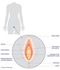 pubis spread|News-Medical