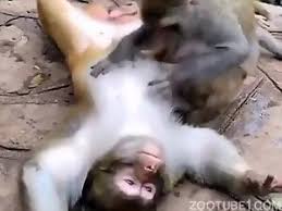 Skinny amateur gets bred zooporn zoo porn dog jpg x Monkey fuck