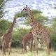 How did the giraffe get its long neck? Clues now revealed by new genome sequencing 