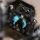 Spidey sense: Jumping spiders can hear a shriek from across the room 