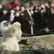 Knut polar bear death riddle solved 