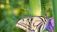 Les papillons : des créatures éphémères aux prouesses extraordinaires ile ilgili video