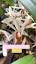 A Fascinante Jornada das Abelhas: Explorando o Maravilhoso Mundo da Apicultura ile ilgili video