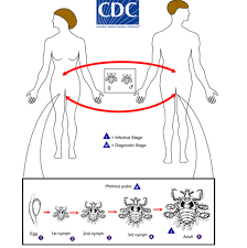 pubis spread|Physiopedia