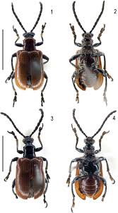 tokyohot e837|Three new species and five new records within the genus Lilioceris  (Coleoptera, Chrysomelidae, Criocerinae) from China