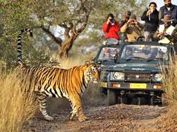 Ranthambore Agra Jaipur Tour, Ranthambhore Wildlife Tour From Delhi, Delhi Hire Car and Driver