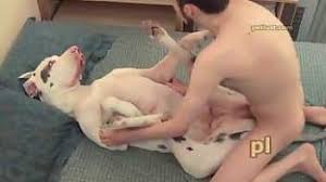 Dog on demand” artofzoo home of animal porn jpg x Dog sex