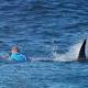 Mick Fanning's surfboard colour not a factor for colour-blind sharks, says expert 