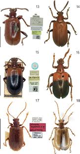 tokyohot e837|Three new species and five new records within the genus Lilioceris  (Coleoptera, Chrysomelidae, Criocerinae) from China