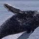 'Humpback heaven' as whale sightings surge in Pacific Northwest 
