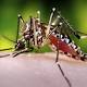 Worried about Zika, West Nile? Expert advice to prevent mosquito bites 