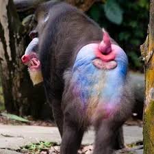 Funny monkey photographs jpg x With monkey