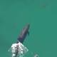 Shark-eating dolphins filmed by drone 