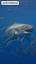 El Misterioso Mundo de los Tiburones Duendes ile ilgili video