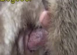 Animal sex scenes and zoo porn videos page – jpg x Sex with farm animals
