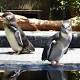 Keeps on lookout for fox which killed 14 penguins at Melbourne Zoo 