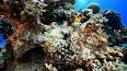 The Astonishing World of Coral Reefs ile ilgili video