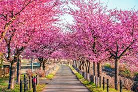 川津桜|国体道路沿いの河津桜｜観光・体験 | 前橋の観光・旅行情報サイト 「前橋まるごとガイド」