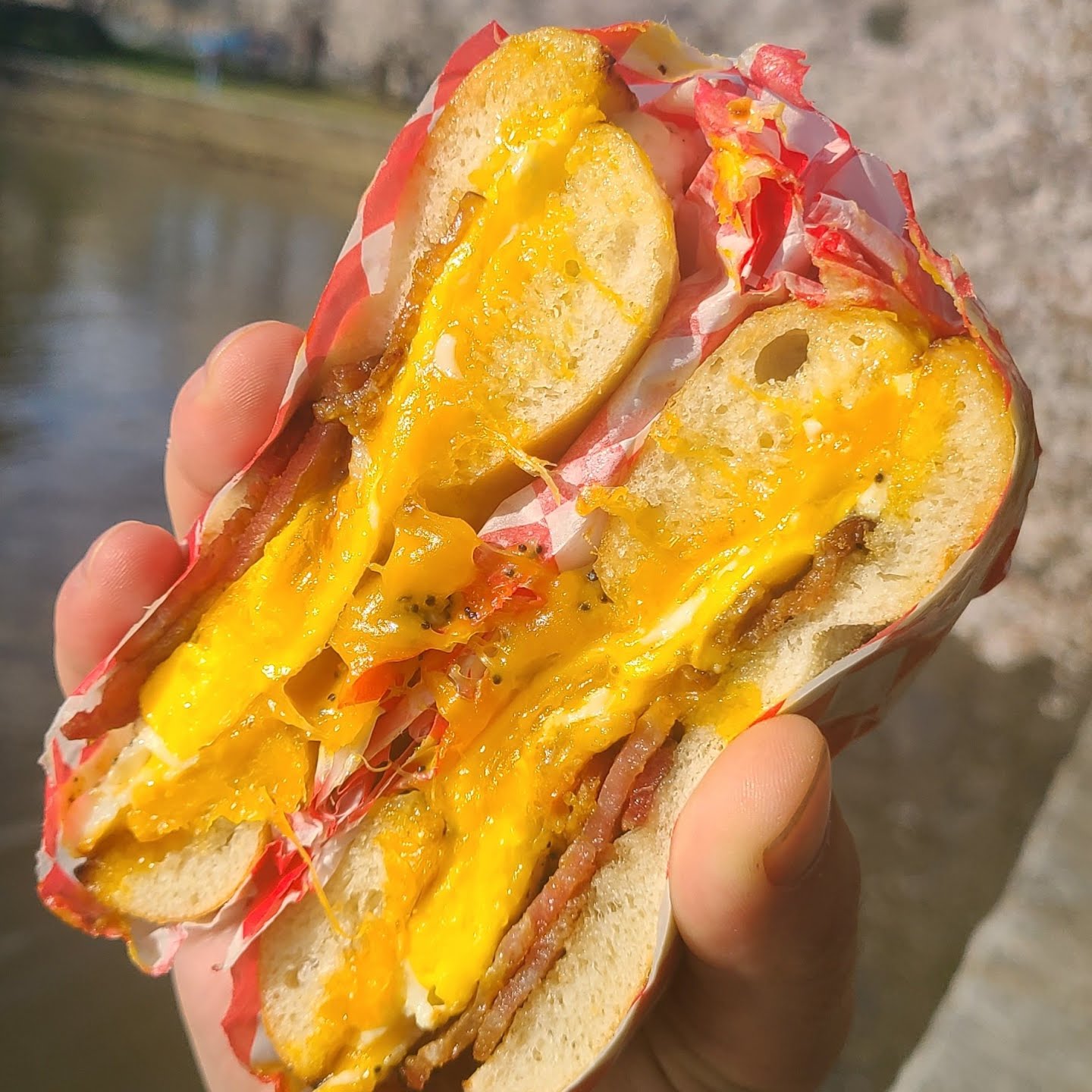 Bullfrog Bagels by null
