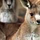 Mom wrestles kangaroo to save toddler 