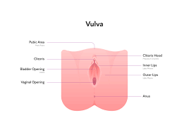 child vulva|Vulvovaginitis Toddler: Symptoms, Causes & Treatment